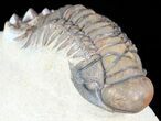 Crotalocephalina Trilobite - Zguid, Morocco #49483-2